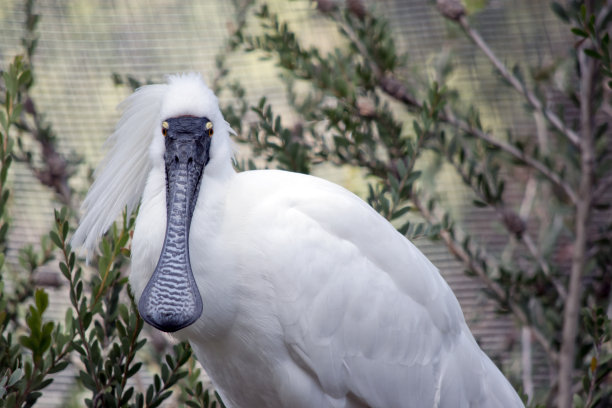 spoonbill