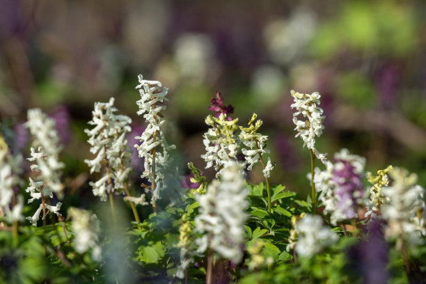 corydalis