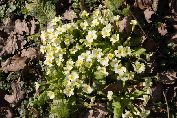 primula