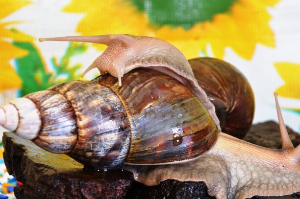 mollusk