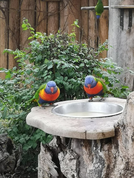 lorikeets