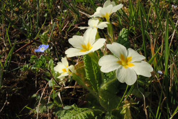 primula