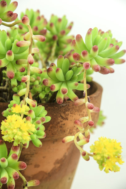 sedum