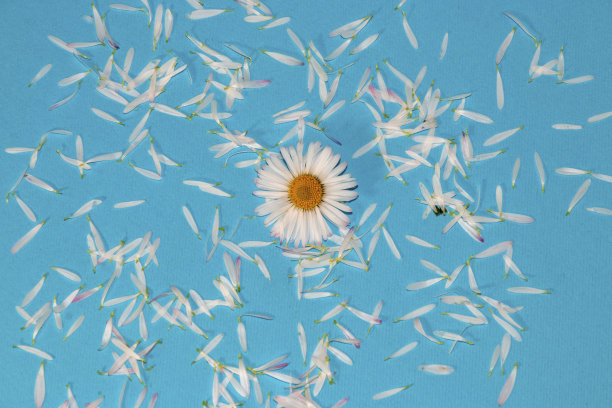 蓝白几何花朵无缝图案