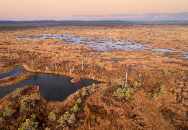 marsh