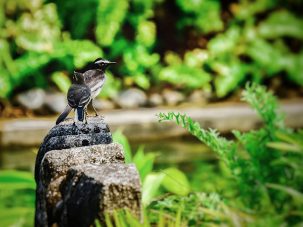 wagtail