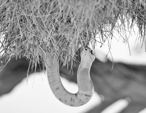 cobra