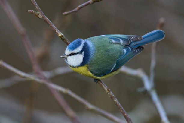 avian