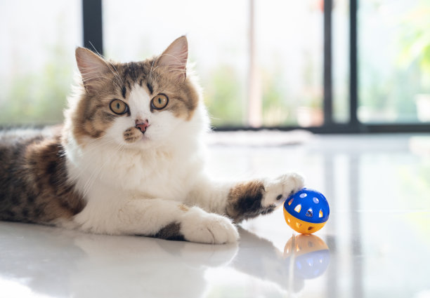 playful