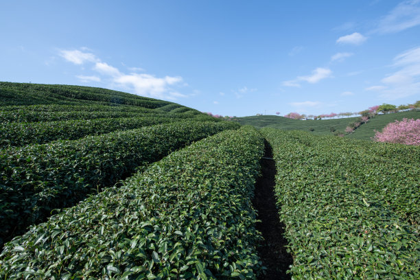 福建茶产业