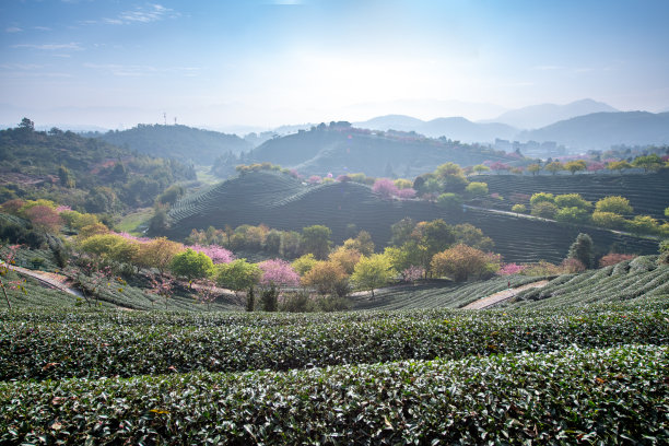 福建茶产业