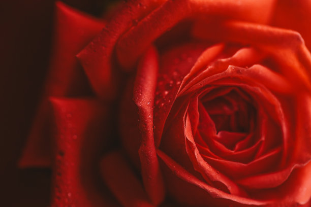 暗色水珠玫瑰花装饰背景