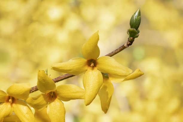 forsythia