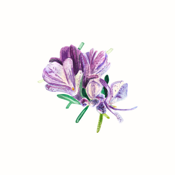 蔬菜,水彩画颜料,清新