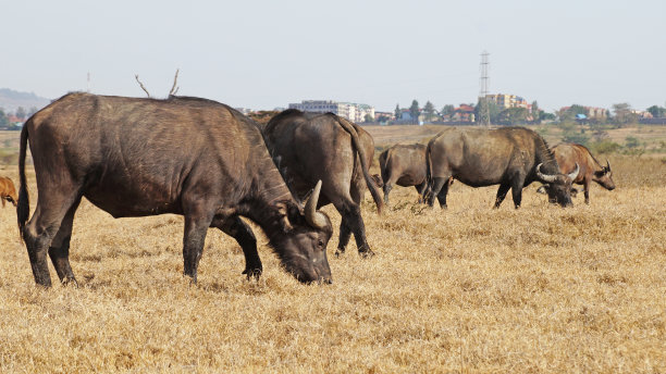 ox