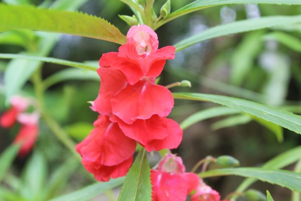 impatiens