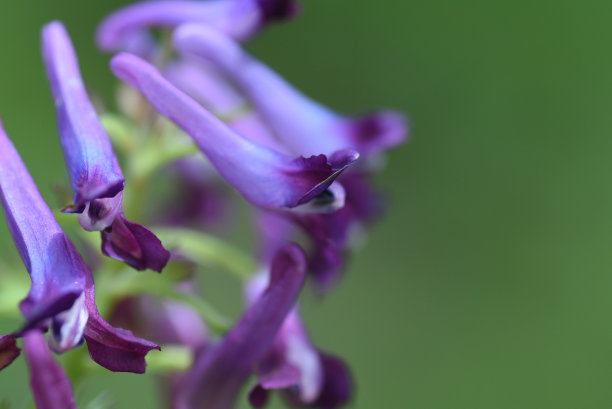 corydalis