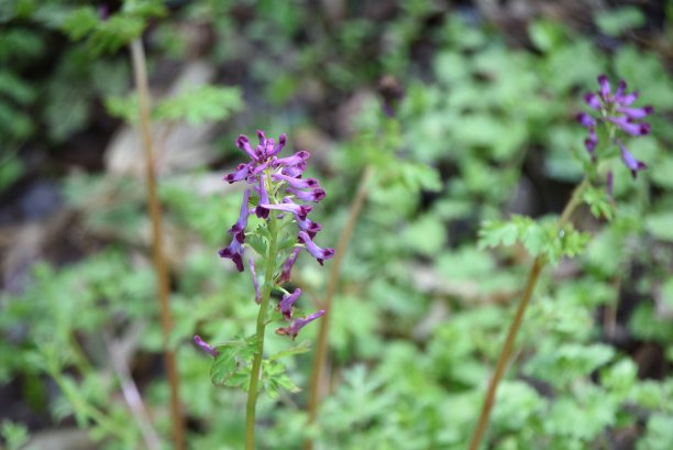 corydalis