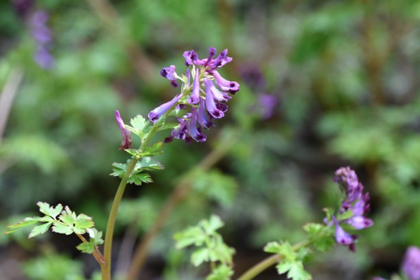 corydalis