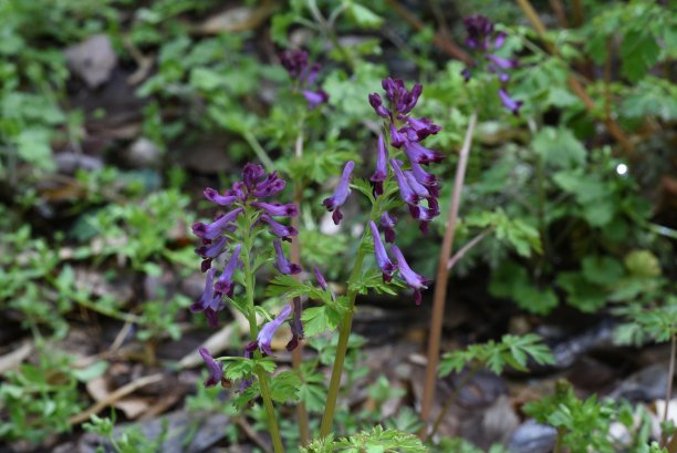 corydalis