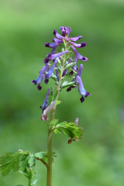 corydalis