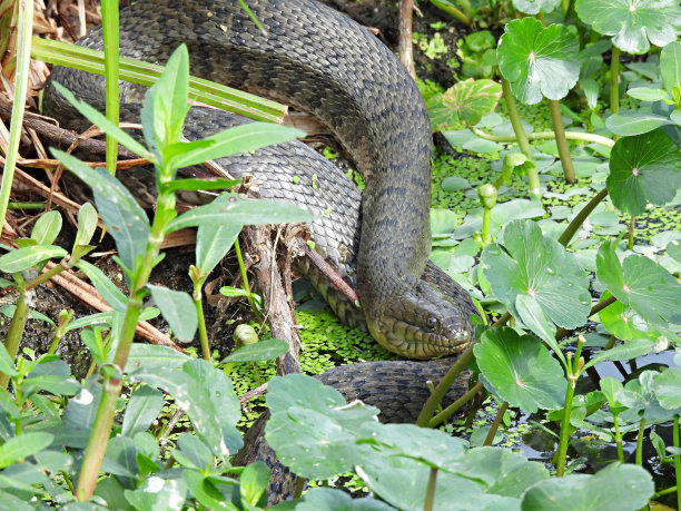 natrix