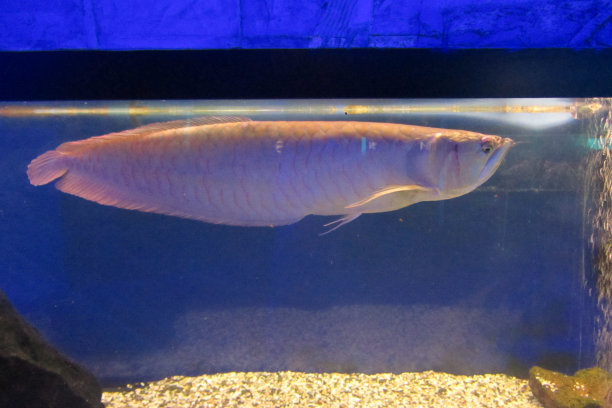 arowana