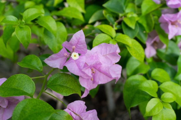 叶子花 光叶子花 苞花 花朵