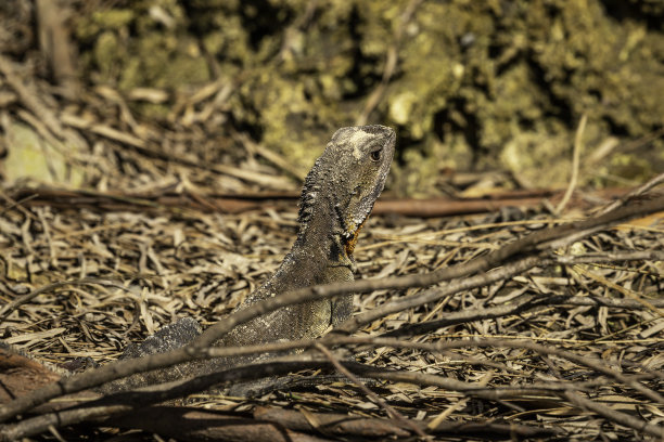 physignathus