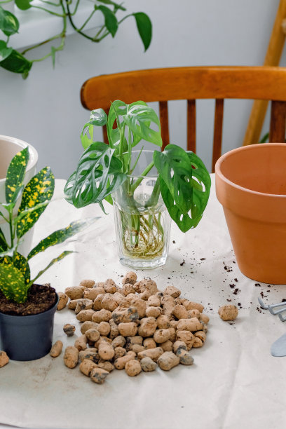 codiaeum