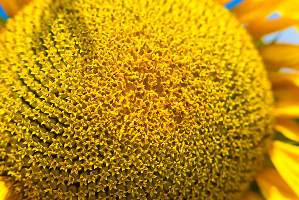 金色光效花朵科技