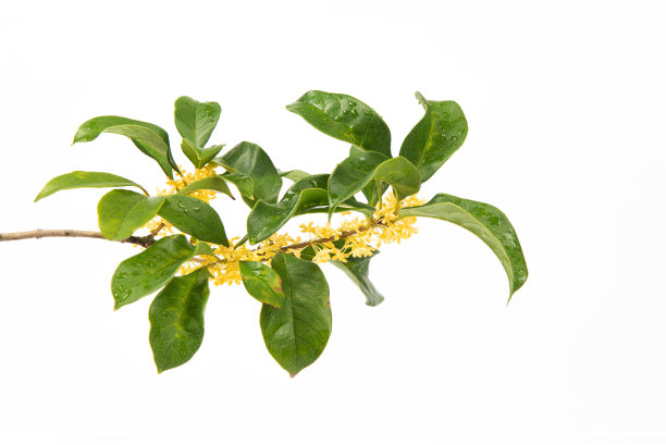 fragrans