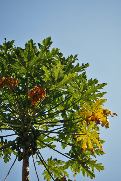 阳光下木瓜树的花