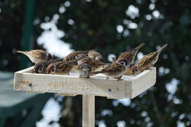 sparrow