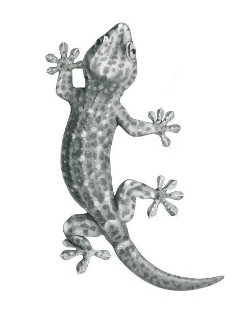 phelsuma