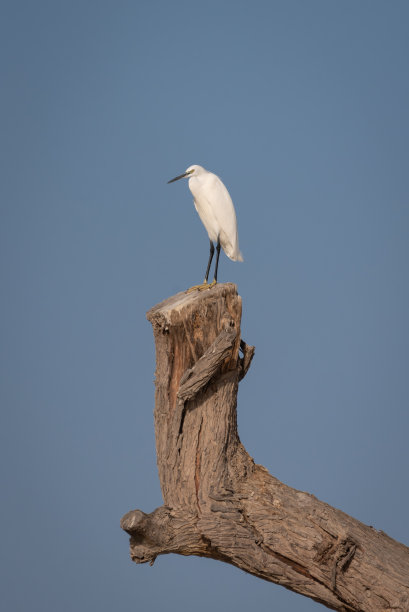 ardea