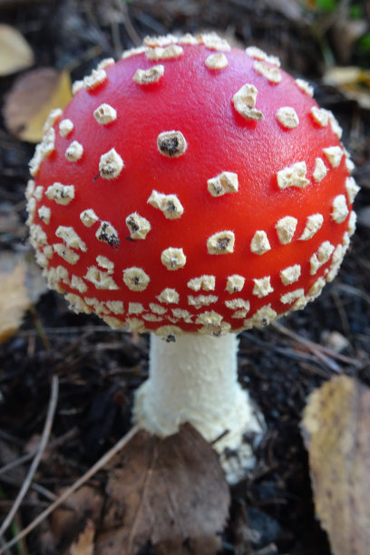 amanitaceae