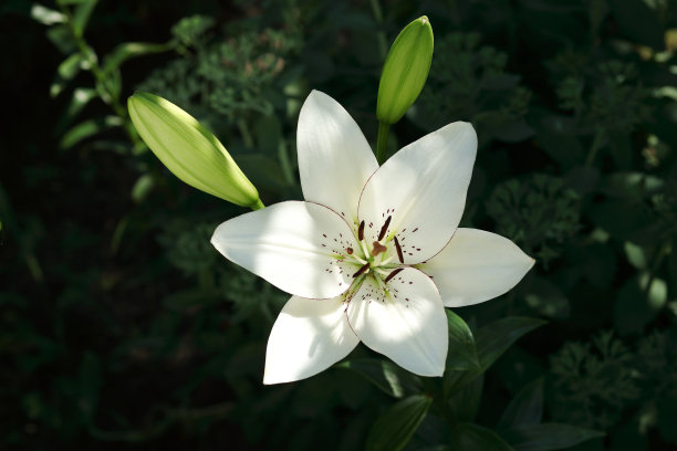 lily