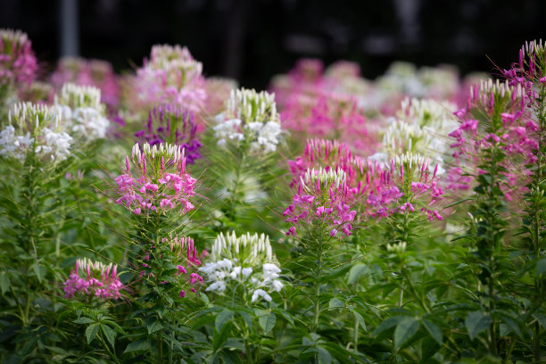 cleome