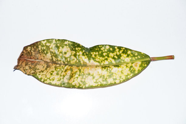 codiaeum