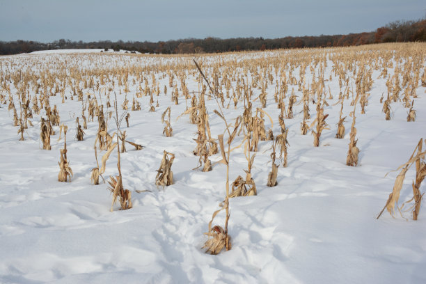 maize