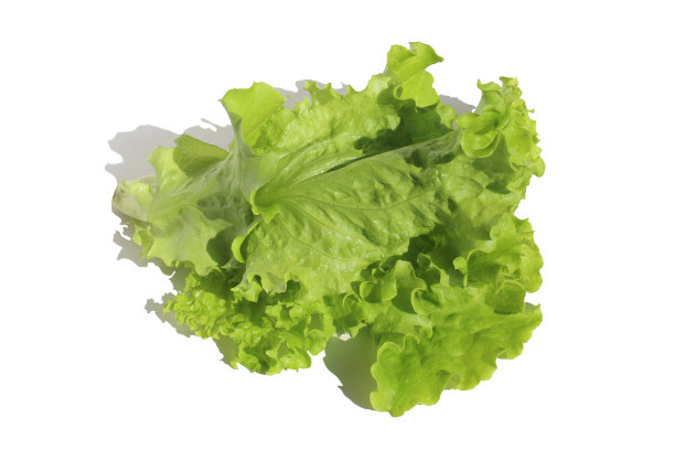 lactuca