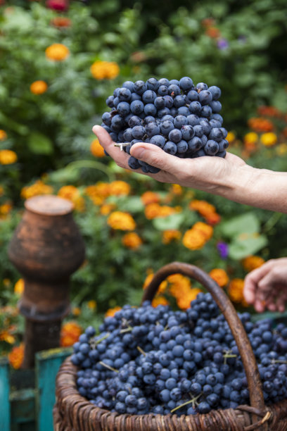 vineyard
