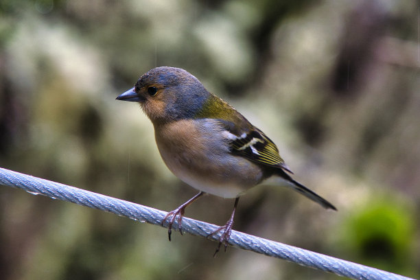 飞鸟蓝色大海壁纸