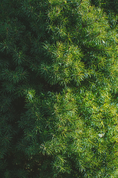 overgrown