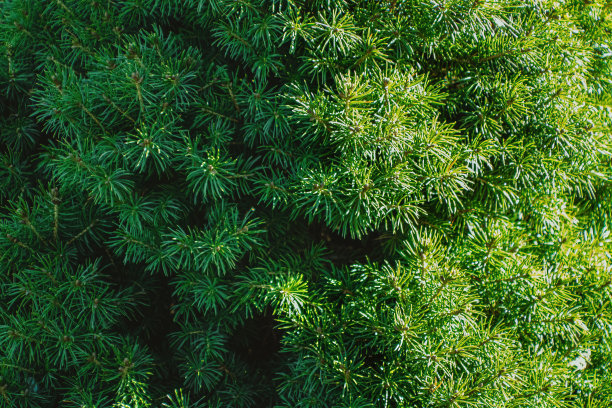 overgrown
