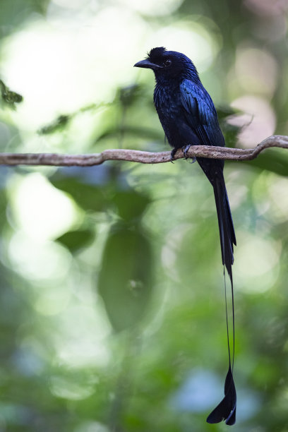 drongo