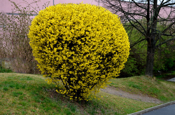forsythia