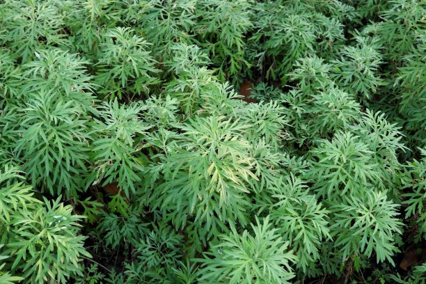 wormwood