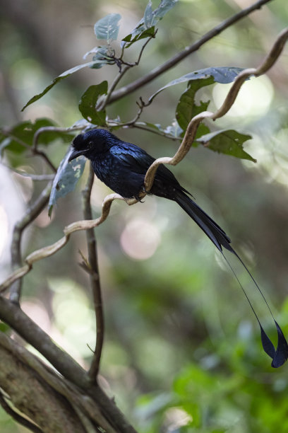 drongo